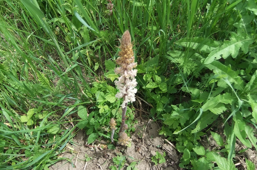 Image of Orobanche pallidiflora specimen.