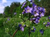 Polemonium caeruleum