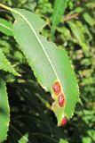 Salix triandra