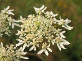 Heracleum sphondylium