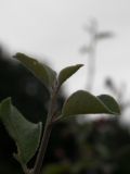 Cotoneaster integerrimus