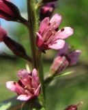 Lysimachia dubia