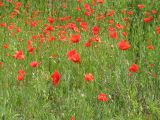 Papaver rhoeas