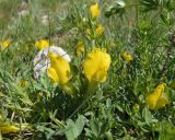 Chamaecytisus wulffii