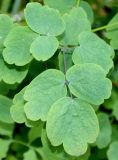 Thalictrum aquilegiifolium