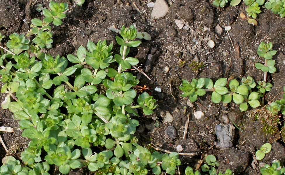 Изображение особи Sherardia arvensis.