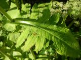 Cirsium oleraceum