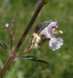 Nepeta nuda. Цветок. Север Краснодарского края, Кущёвский заказник, балочная степь. 16.06.2009.