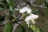 Lonicera nummulariifolia. Соцветие. Южный Казахстан, хр. Каржантау, ущ. Кызылбулак, левый склон. 27.05.2013.