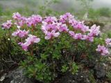 Rhododendron redowskianum