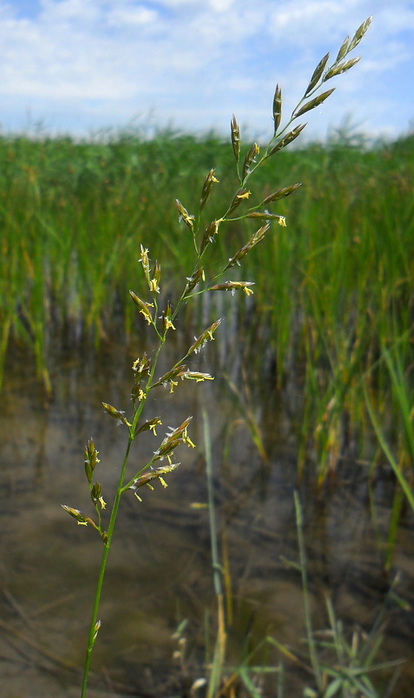 Изображение особи Festuca pratensis.