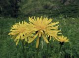 Crepis sibirica