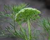 Visnaga daucoides. Верхушка зацветающего растения. Ростов-на-Дону, ботсад, отдел лекарственных растений, в культуре. 02.07.2014.