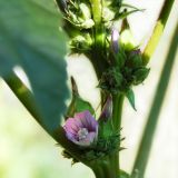 Malva verticillata разновидность neuroloma. Верхушка растения с соцветиями. Республика Алтай, Чемальский р-н, село Чемал, пустырь. 28.08.2008.