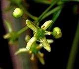 Euonymus europaeus