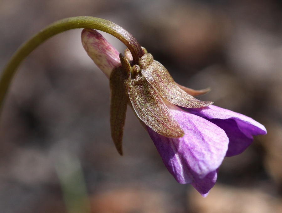 Image of Viola dactyloides specimen.