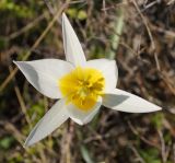 Tulipa patens