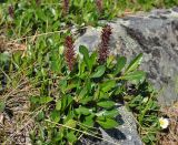 Salix rectijulis