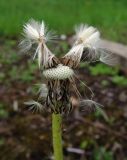 Taraxacum officinale