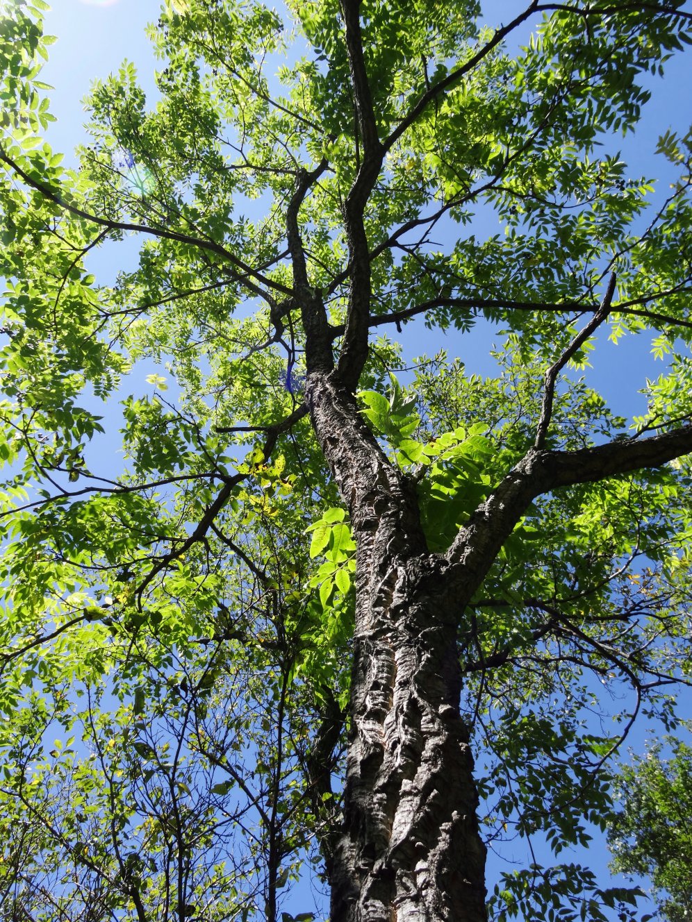 Изображение особи Phellodendron amurense.