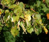 Tilia cordata