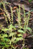 Veronica officinalis. Плодоносящие растения. Пермский край, Нытвинский р-н, с. Григорьевское, прошлогодняя вырубка в елово-пихтовом лесу. 10.09.2016.