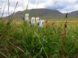 Gentiana algida