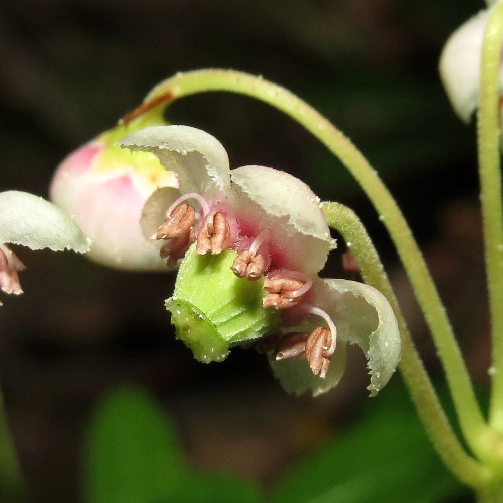 Изображение особи Chimaphila umbellata.