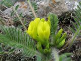 Astragalus chlorodontus