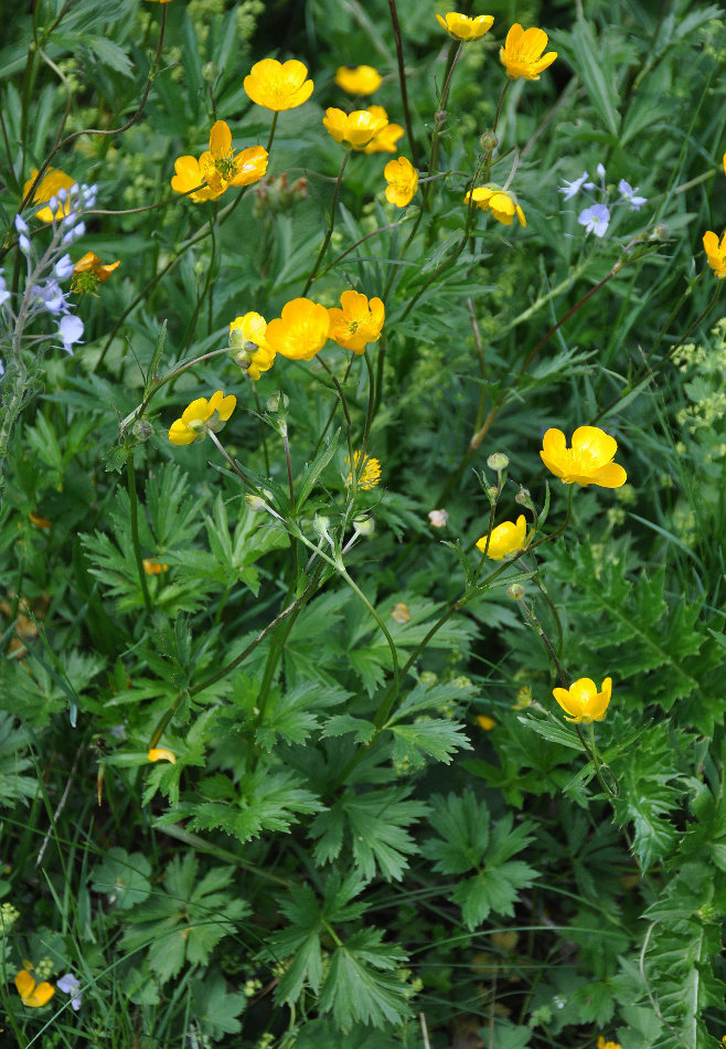 Изображение особи Ranunculus caucasicus.