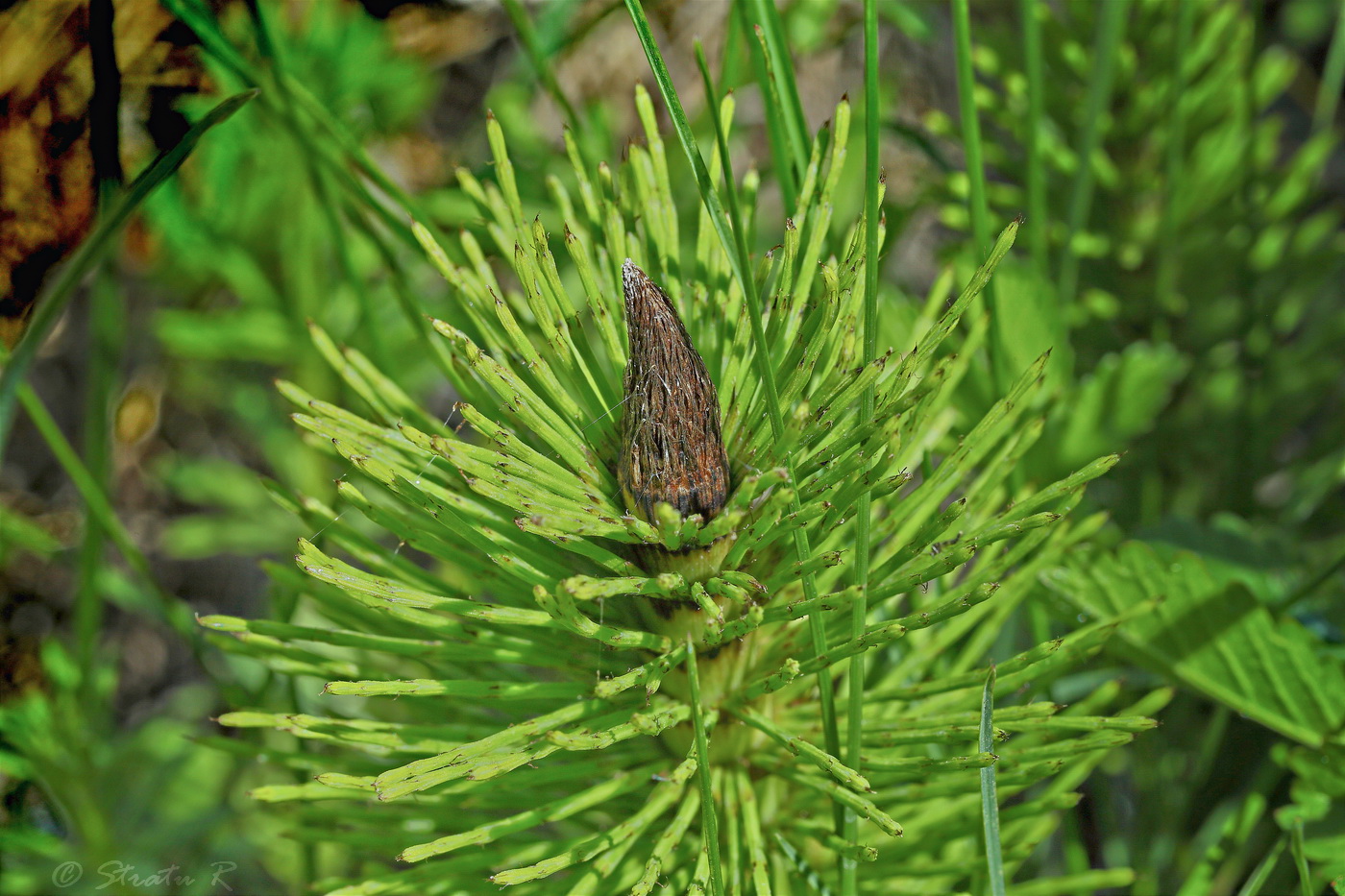 Изображение особи Equisetum telmateia.