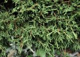 Juniperus turkestanica. Ветви. Таджикистан, Фанские горы, окр. Мутного озёра, ≈ 3500 м н.у.м., каменистый склон. 02.08.2017.