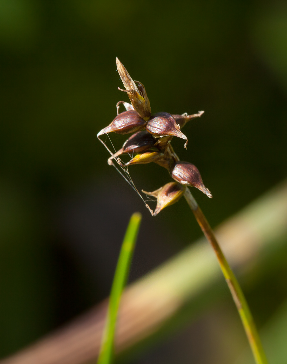 Image of Carex dioica specimen.