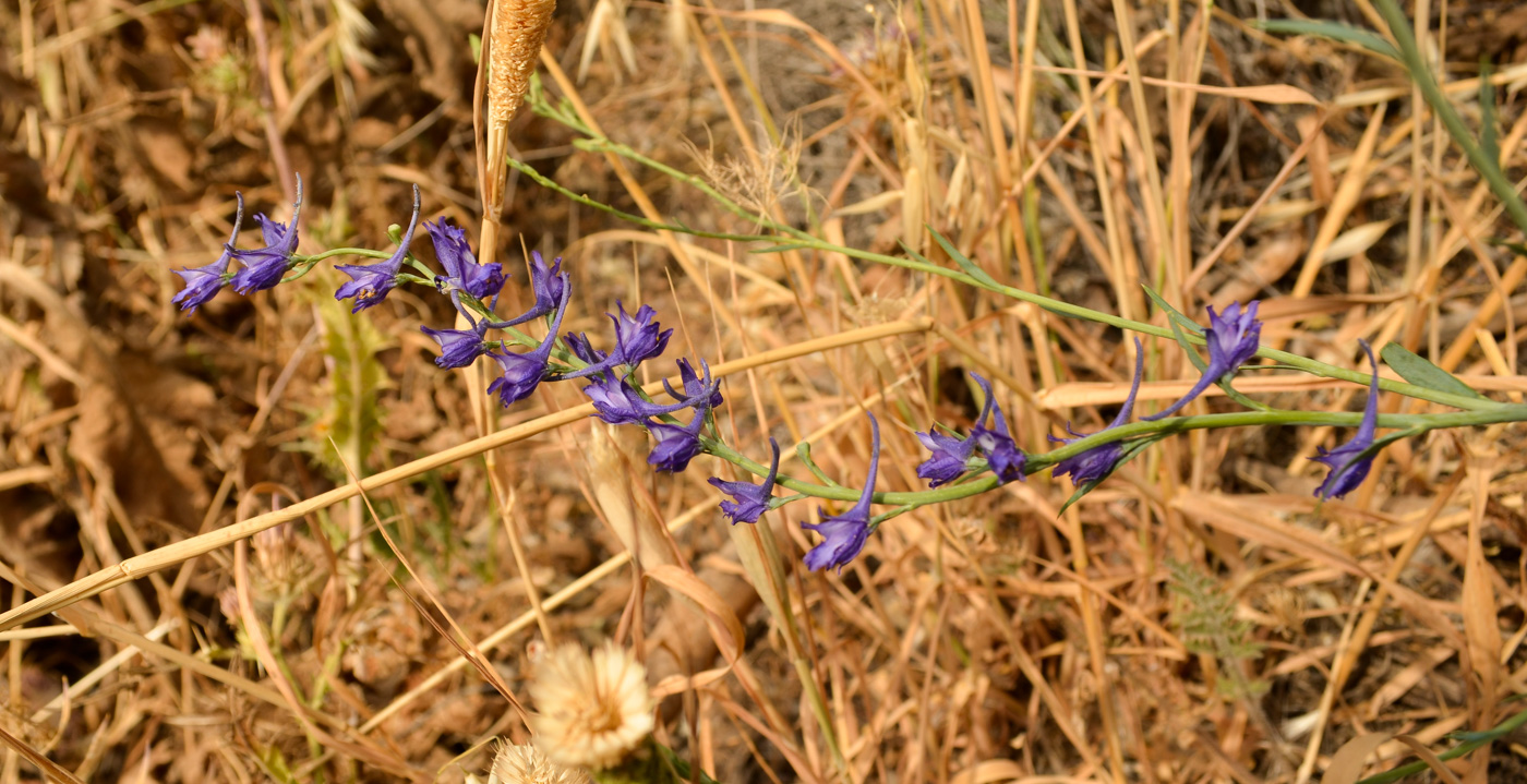 Изображение особи Delphinium peregrinum.