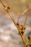 Juncus tenuis