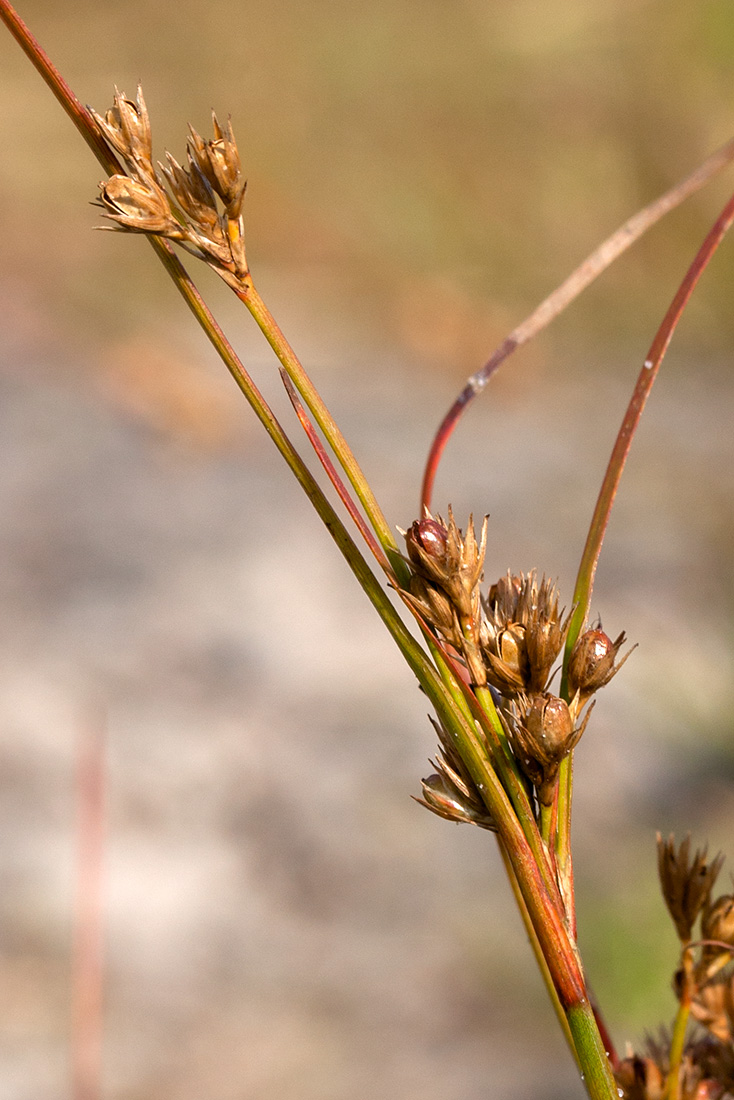 Изображение особи Juncus tenuis.