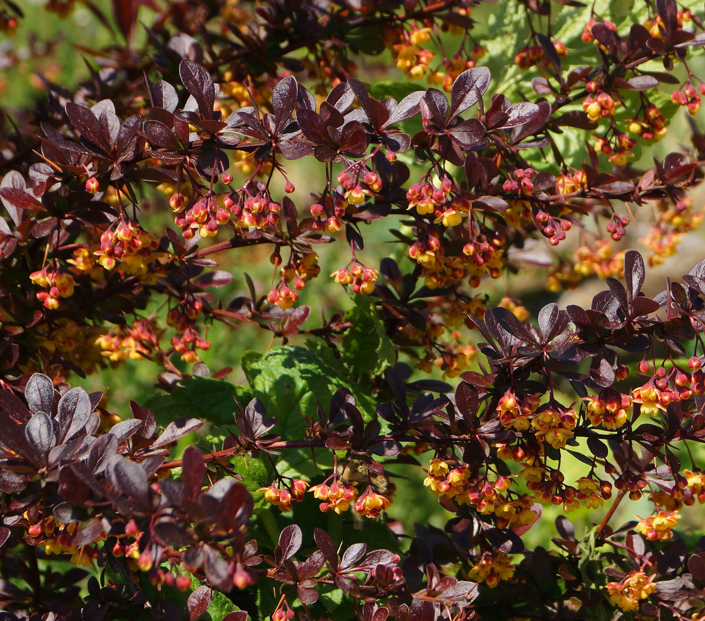 Изображение особи Berberis thunbergii.