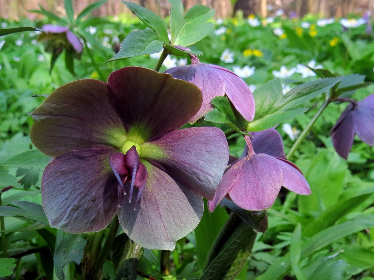 Изображение особи род Helleborus.