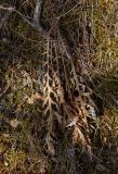 Echinops crispus. Сухие листья прошлого года. Пермский край, Лысьвенский р-н, долина р. Чусовой, крутой склон камня \"Кирпичный\". 01.05.2018.