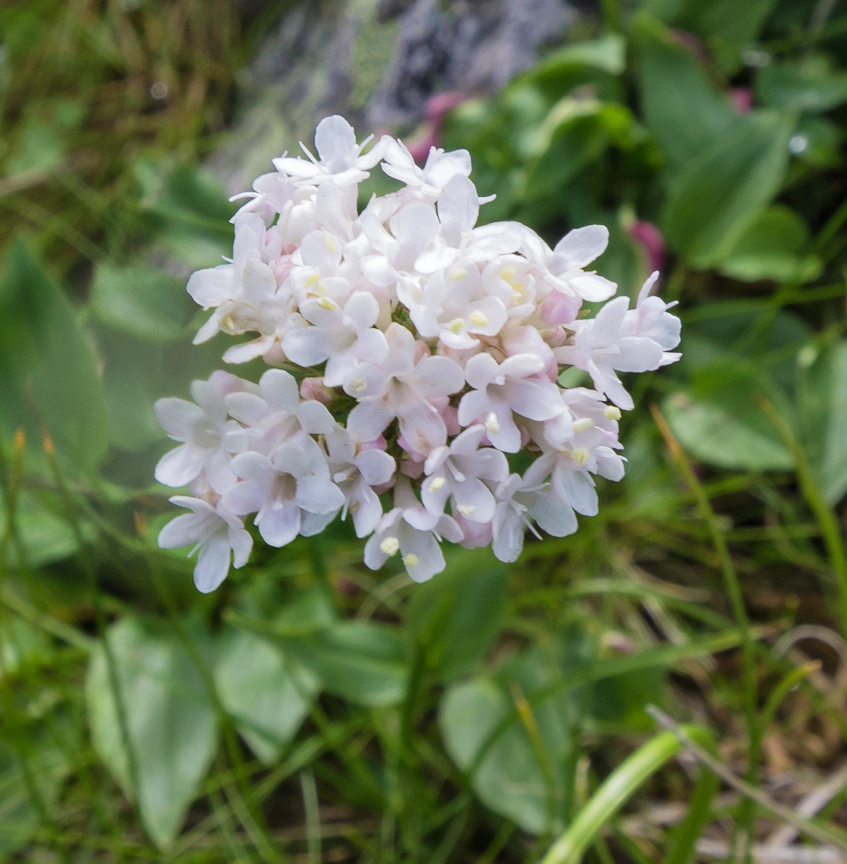 Изображение особи Valeriana alpestris.