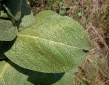 род Verbascum