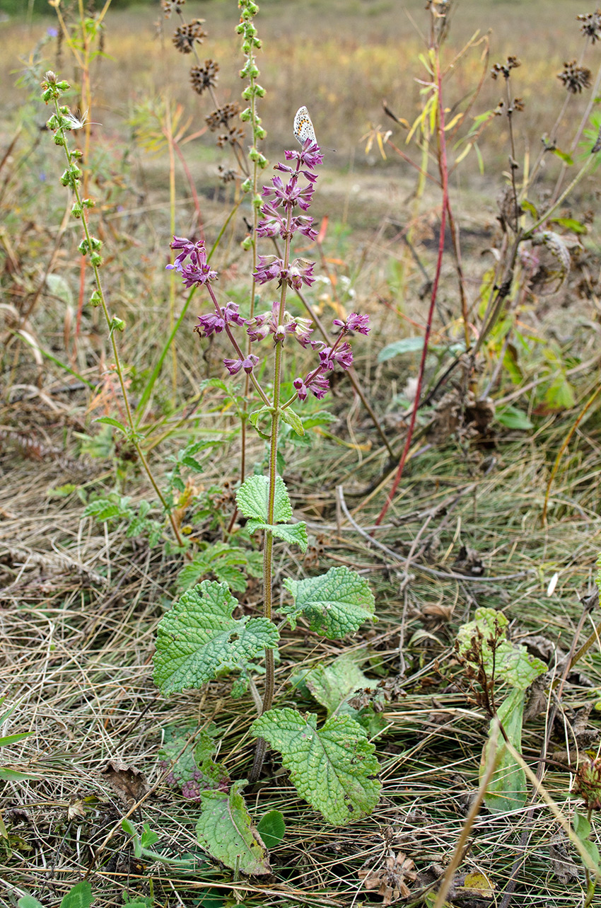 Image of Salvia verticillata specimen.