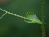 Arabis pendula. Основание пазушного побега. Кировская обл., г. Кирово-Чепецк, лесопарк, у тропинки. 26.07.2018.