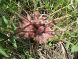 Astragalus schanginianus