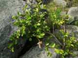 Salix arctica