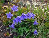 Campanula dasyantha. Цветущие растения. Красноярский край, Ермаковский р-н, природный парк \"Ергаки\", гора Видовка, ≈ 1900 м н.у.м., каменистый склон. 15.07.2018.