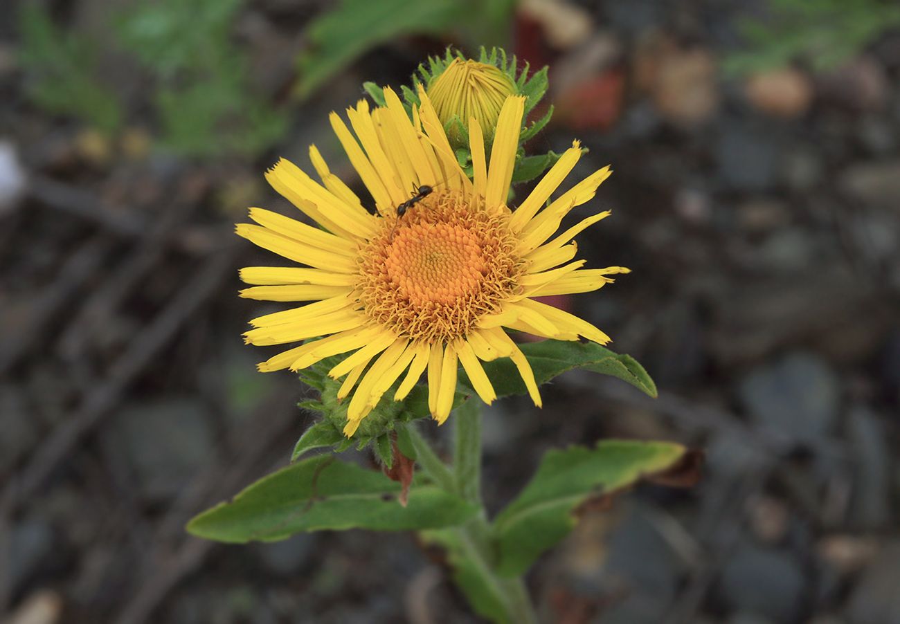 Изображение особи Inula britannica.