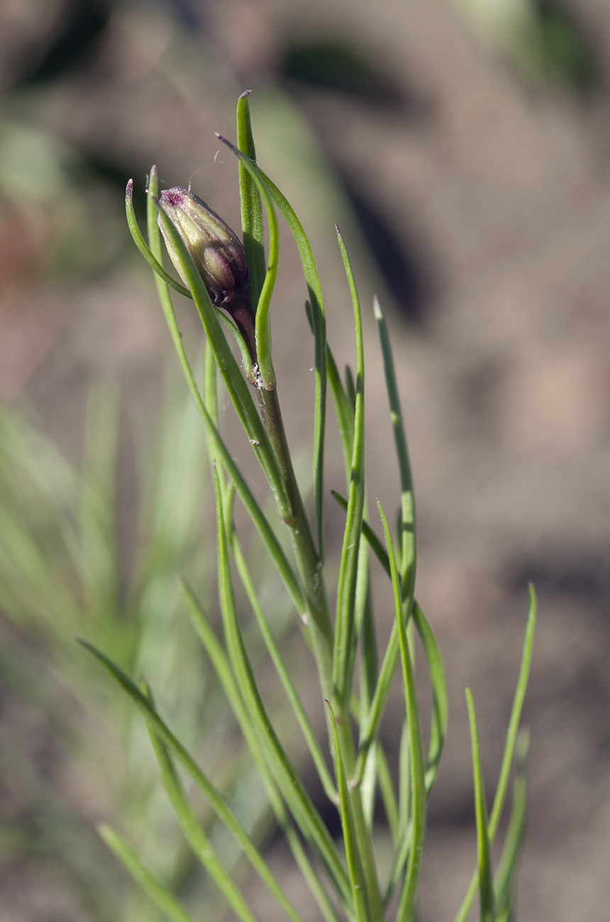 Изображение особи Lilium pumilum.