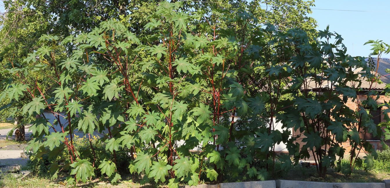 Клещевина обыкновенная (Ricinus communis)