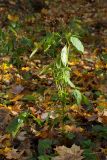 Impatiens parviflora